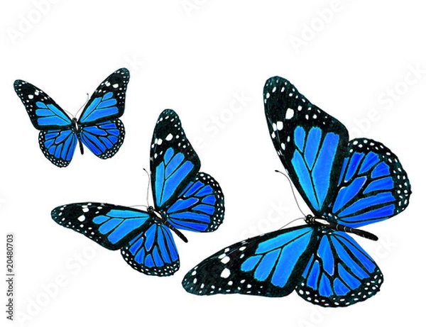Obraz Butterfly