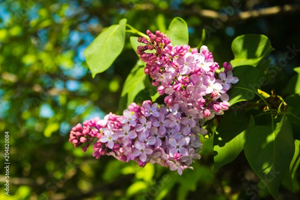 Obraz Blooming lilac. May.