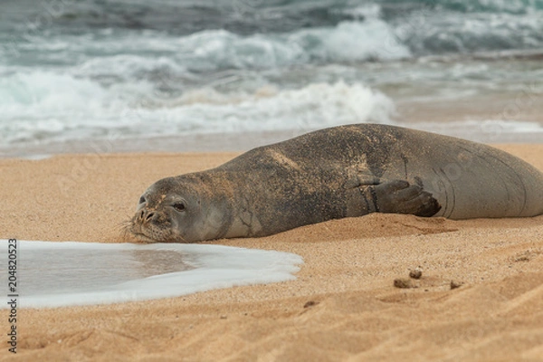 Fototapeta Endangered Hawaiian Monk Seal on a Maui Beach