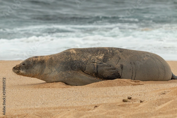 Fototapeta Endangered Hawaiian Monk Seal on a Maui Beach