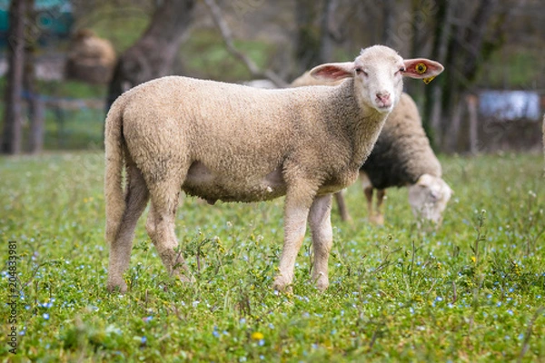 Fototapeta Sheep on the field
