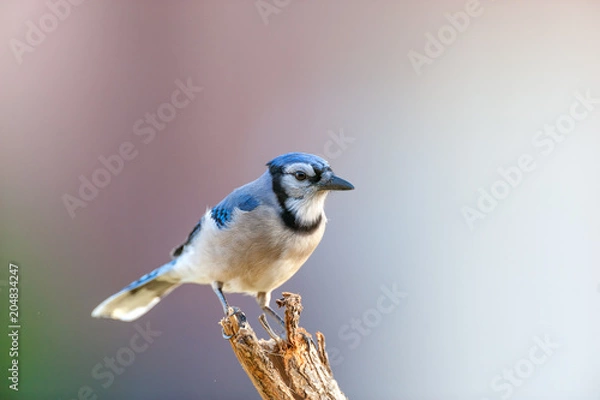 Fototapeta Bluejay