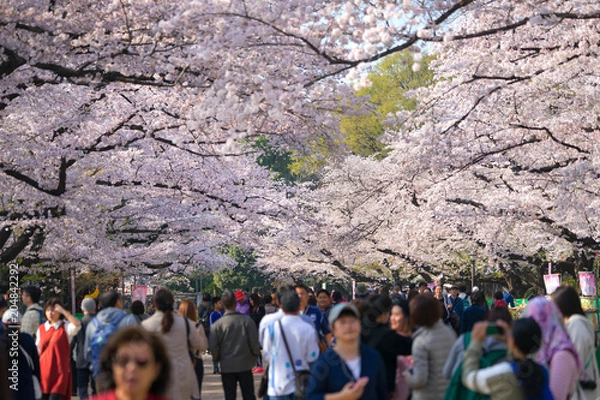 Obraz Ueno Park is a large public park near Ueno Station in central Tokyo.
