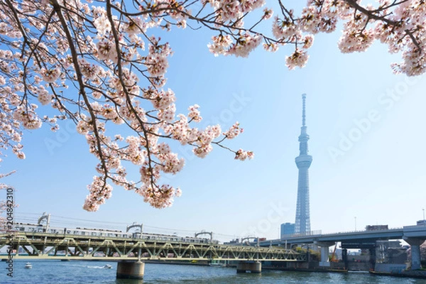 Obraz Tokyo Skytree with cherry blossoms at Sumida River.