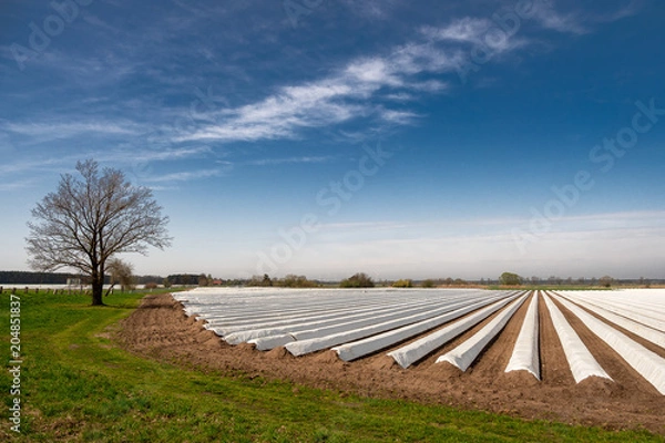 Fototapeta Spargelfeld