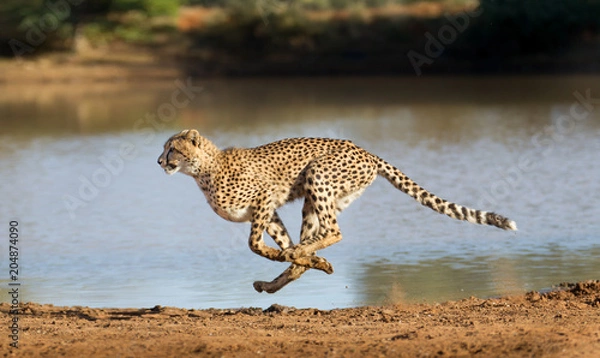 Fototapeta Cheetah running, (Acinonyx jubatus), South Africa