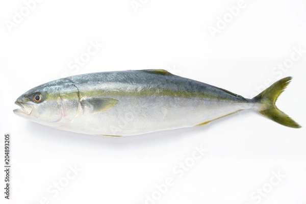 Fototapeta ブリ・ハマチ