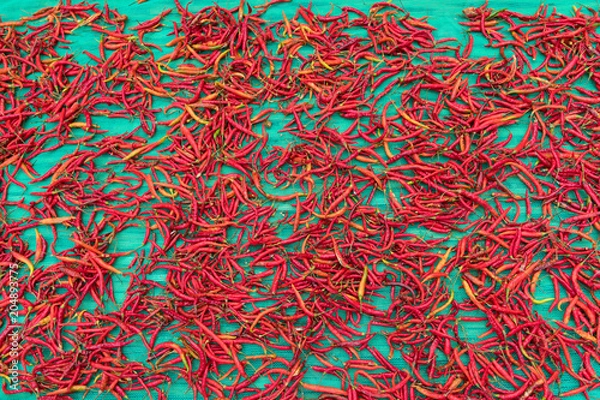 Obraz hot red chili peppers pattern with green background