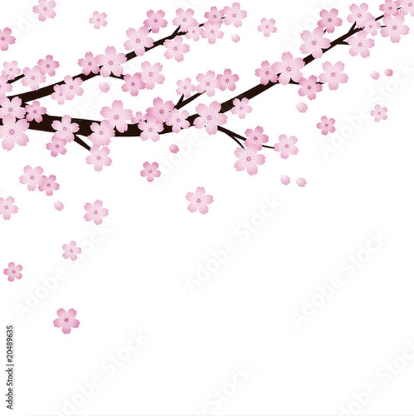 Fototapeta cherry blossoms