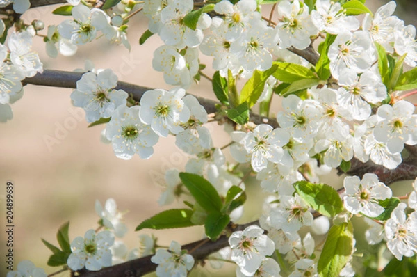 Obraz blossoming cherry tree, flowers in spring, beauty of nature background