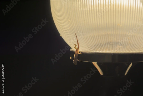 Obraz A lizard with a nightly lamp