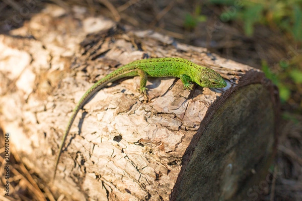 Obraz Green lizard on a tree close up
