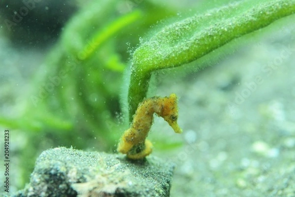 Fototapeta Ocean Japoński