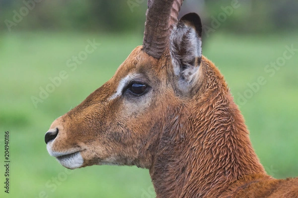 Obraz Rain-soaked impala ram