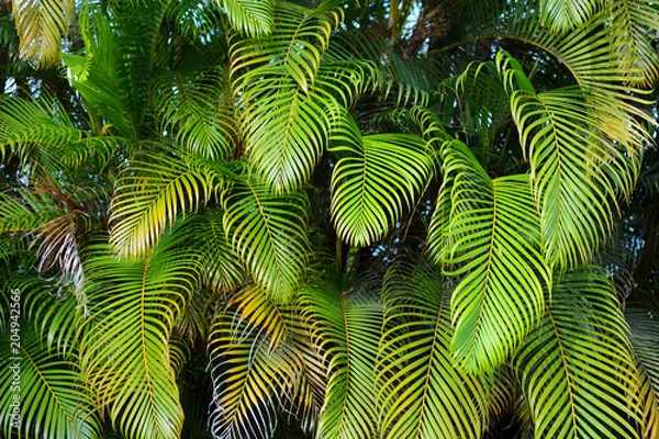 Fototapeta Lush tropical vegetation of the islands of Hawaii