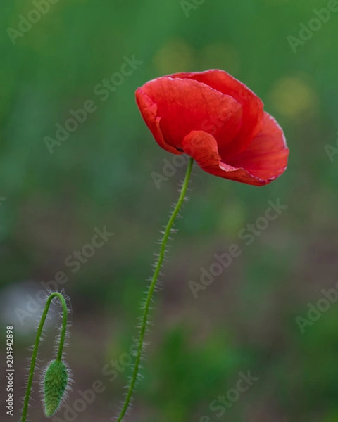 Obraz delicate red flower green grass summer lateral view