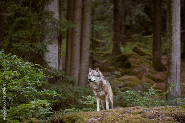 Fototapeta Wolf in Bayerischer Wald national park. Germany.