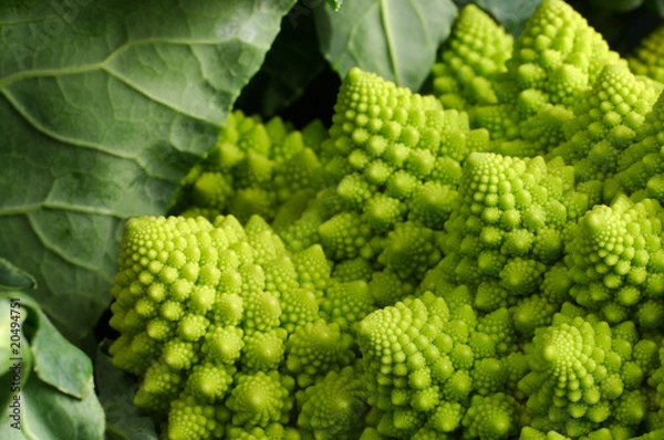 Obraz Choux Romanesque