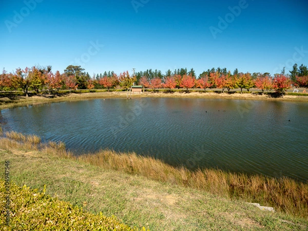 Obraz Autumn Maple Beautiful Landscape