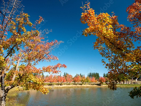 Obraz Autumn Maple Beautiful Landscape