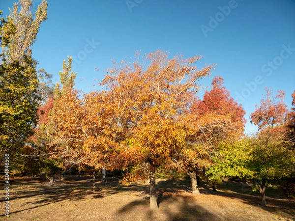 Obraz Autumn Maple Beautiful Landscape