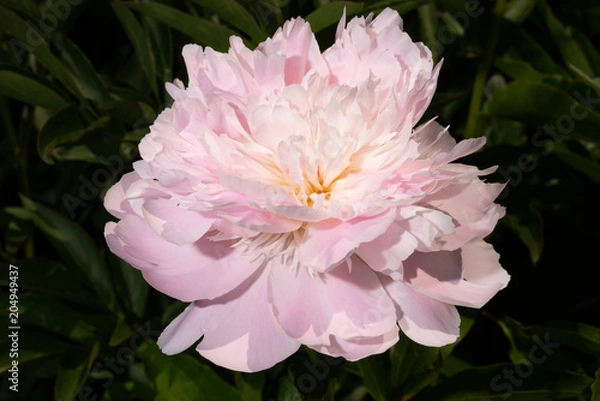 Fototapeta Vivid rose color Peony, Paeonia in the garden