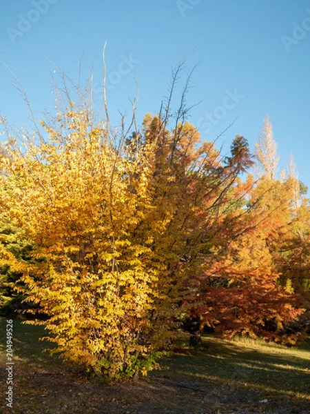 Obraz Autumn Maple Beautiful Landscape