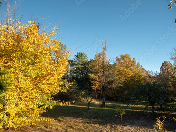 Obraz Autumn Maple Beautiful Landscape