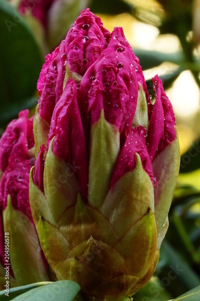 Obraz Rhodondendronblüte
