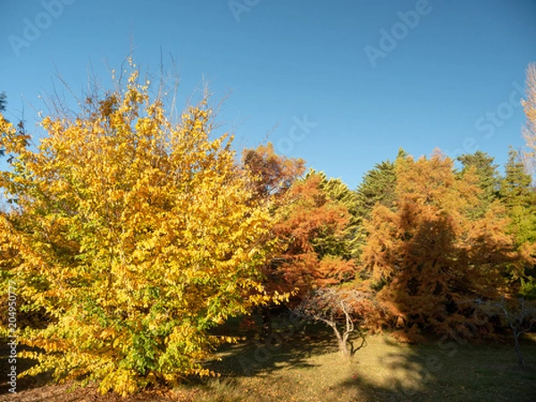 Obraz Autumn Maple Beautiful Landscape