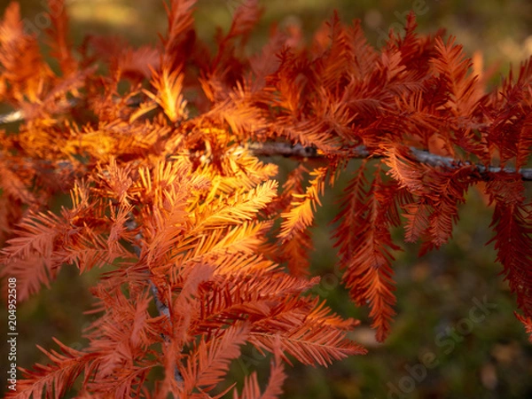 Obraz Autumn Maple Beautiful Landscape