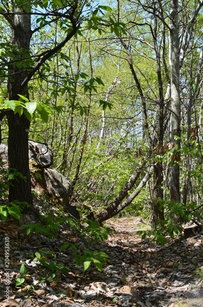 Obraz principio d'estate