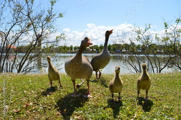 Obraz principio d'estate