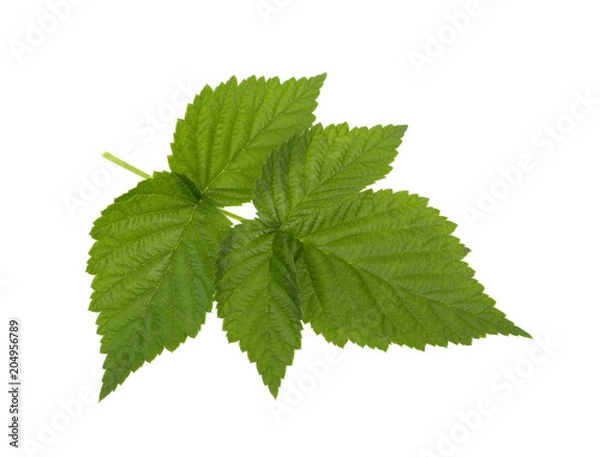 Obraz raspberry leaf on white background