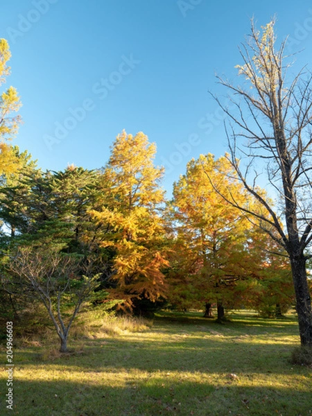 Obraz Autumn Maple Beautiful Landscape