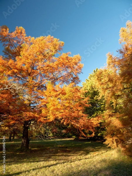 Obraz Autumn Maple Beautiful Landscape