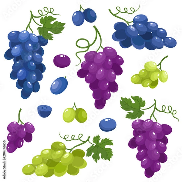 Obraz Bright vector set of juice grapes isolated on white background.