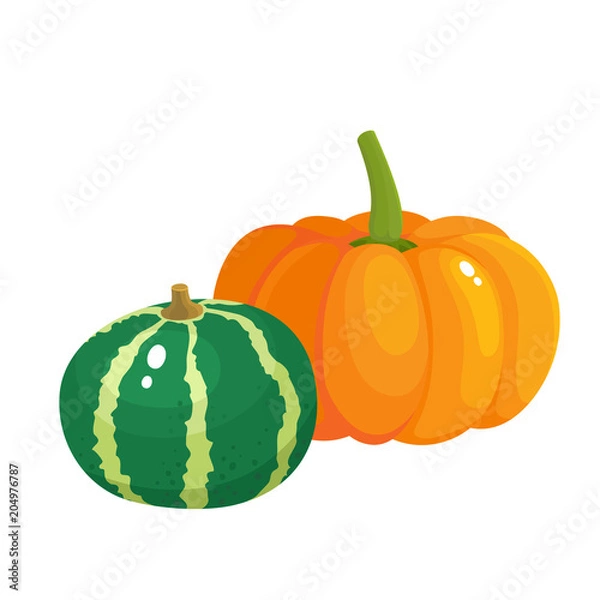 Fototapeta Bright vector illustration of colorful different pumpkins isolated on white