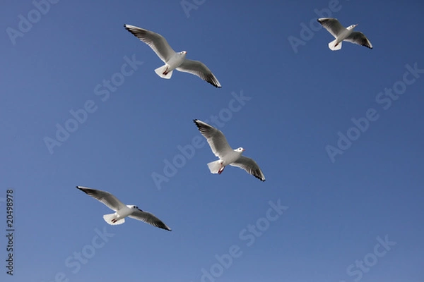 Obraz 大空を飛ぶ４羽のカモメ
