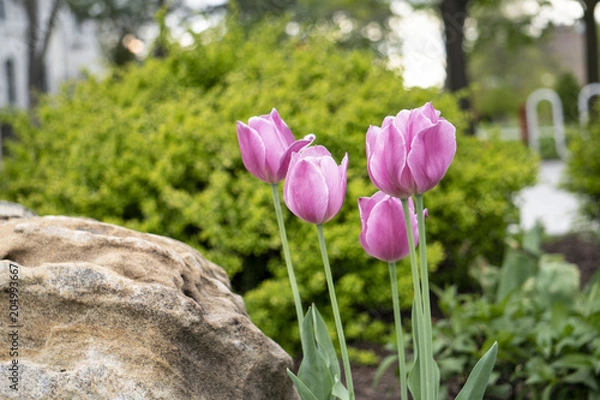 Obraz Pink tulips in a garden