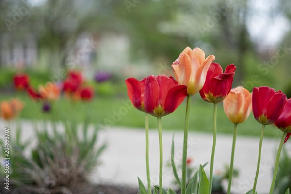 Obraz Red and orange tulips