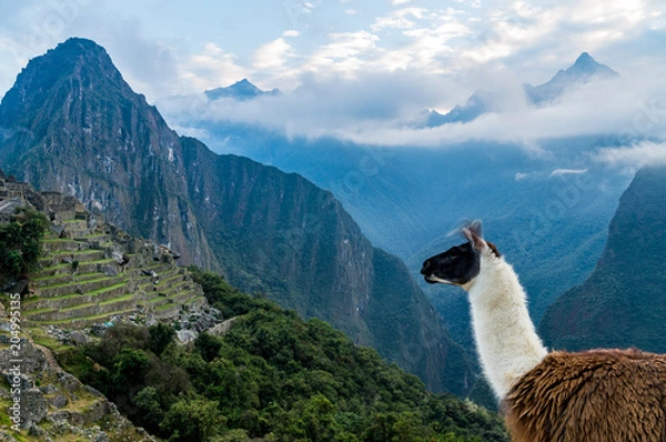 Obraz Machu Picchu Llama