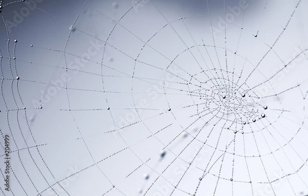 Obraz spherical shiny dew drops on the spider web