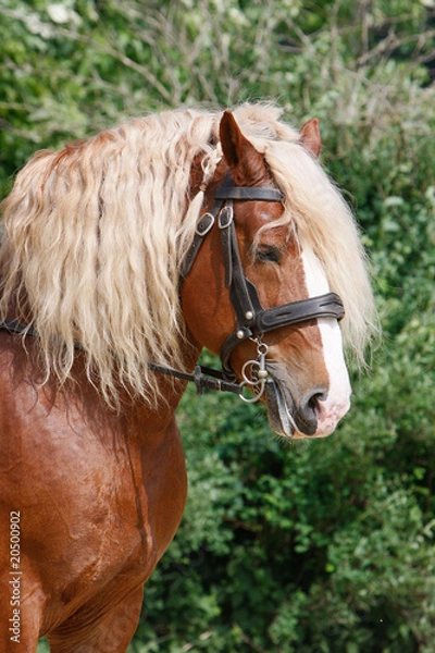 Fototapeta Kaltblutpferd