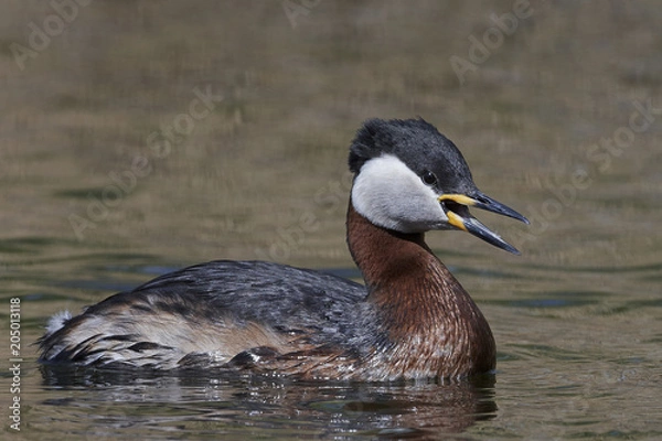 Obraz Red-necked grebe (Podiceps grisegena)