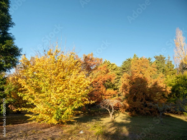 Obraz Autumn Maple Beautiful Landscape