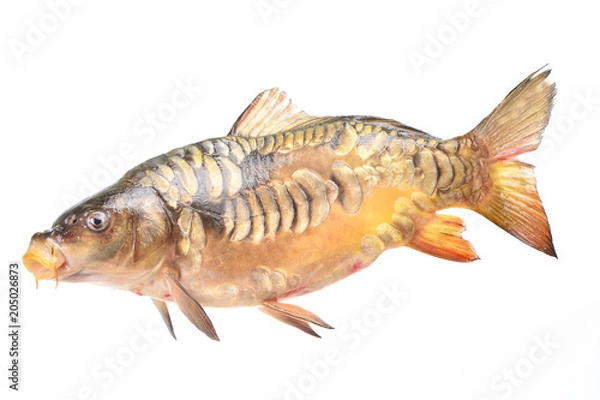 Obraz Fish carp