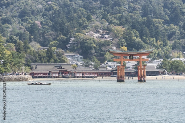 Fototapeta 宮島の桜
