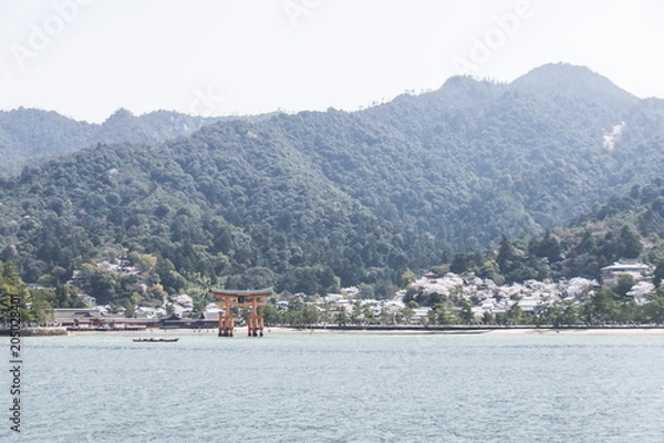 Fototapeta 宮島の桜

