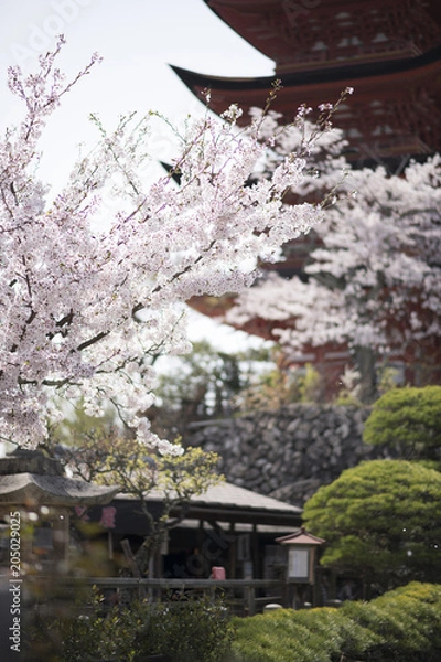 Fototapeta 宮島の桜
